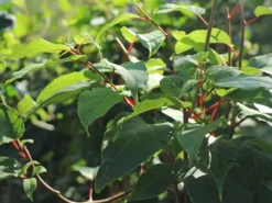 Bayern-Kiwi 'Weiki' ® (Kiwipaket 1x Männlich & 1x Weiblich) -Deutschland Garten Funk Verkaufs-Shop bayern kiwi weiki kiwipaket 1x maennlich 1x weiblich m011987 w 0