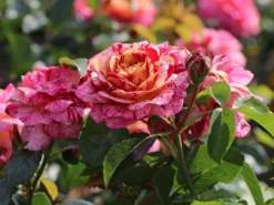 Beetrose 'Abracadabra' ®