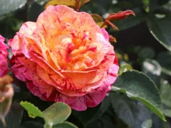 Beetrose 'Abracadabra' ® -Deutschland Garten Funk Verkaufs-Shop beetrose abracadabra m099205 w 0