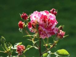 Beetrose 'Abracadabra' ® -Deutschland Garten Funk Verkaufs-Shop beetrose abracadabra m099205 w 10