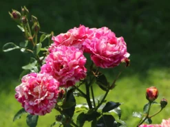 Beetrose 'Abracadabra' ® -Deutschland Garten Funk Verkaufs-Shop beetrose abracadabra m099205 w 11