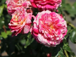 Beetrose 'Abracadabra' ® -Deutschland Garten Funk Verkaufs-Shop beetrose abracadabra m099205 w 12