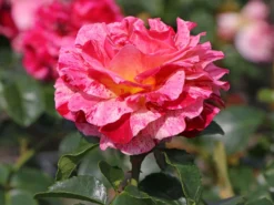 Beetrose 'Abracadabra' ® -Deutschland Garten Funk Verkaufs-Shop beetrose abracadabra m099205 w 2