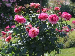 Beetrose 'Abracadabra' ® -Deutschland Garten Funk Verkaufs-Shop beetrose abracadabra m099205 w 3