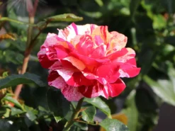 Beetrose 'Abracadabra' ® -Deutschland Garten Funk Verkaufs-Shop beetrose abracadabra m099205 w 4