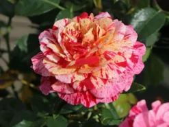 Beetrose 'Abracadabra' ® -Deutschland Garten Funk Verkaufs-Shop beetrose abracadabra m099205 w 5