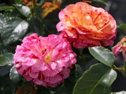 Beetrose 'Abracadabra' ® -Deutschland Garten Funk Verkaufs-Shop beetrose abracadabra m099205 w 6