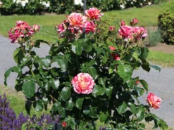 Beetrose 'Abracadabra' ® -Deutschland Garten Funk Verkaufs-Shop beetrose abracadabra m099205 w 7