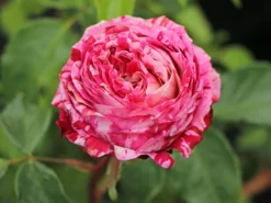 Beetrose 'Abracadabra' ® -Deutschland Garten Funk Verkaufs-Shop beetrose abracadabra m099205 w 8