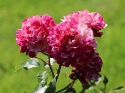 Beetrose 'Abracadabra' ® -Deutschland Garten Funk Verkaufs-Shop beetrose abracadabra m099205 w 9