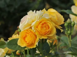 Beetrose 'Absolutely Fabulous'