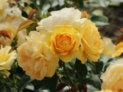 Beetrose 'Absolutely Fabulous' 17 Beetrose 'Absolutely Fabulous' -Deutschland Garten Funk Verkaufs-Shop beetrose absolutely fabulous m122032 w 1