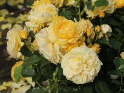 Beetrose 'Absolutely Fabulous' 20 Beetrose 'Absolutely Fabulous' -Deutschland Garten Funk Verkaufs-Shop beetrose absolutely fabulous m122032 w 2