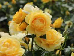 Beetrose 'Absolutely Fabulous' 21 Beetrose 'Absolutely Fabulous' -Deutschland Garten Funk Verkaufs-Shop beetrose absolutely fabulous m122032 w 3