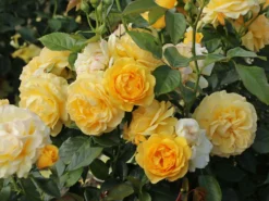 Beetrose 'Absolutely Fabulous' 18 Beetrose 'Absolutely Fabulous' -Deutschland Garten Funk Verkaufs-Shop beetrose absolutely fabulous m122032 w 4