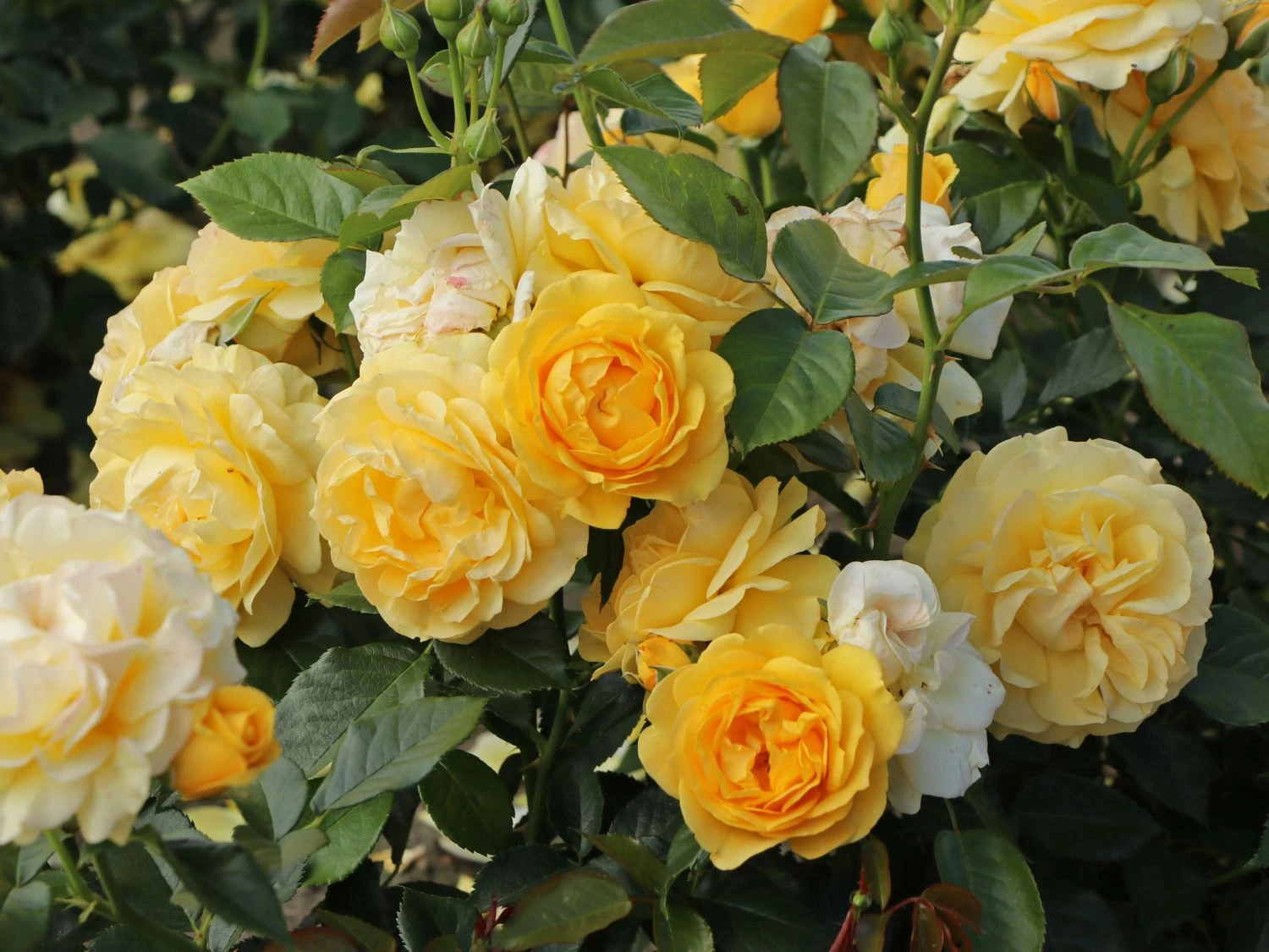 Beetrose 'Absolutely Fabulous' 8 Beetrose 'Absolutely Fabulous' – Bild 8