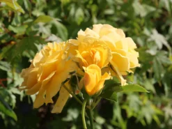 Beetrose 'Absolutely Fabulous' 19 Beetrose 'Absolutely Fabulous' -Deutschland Garten Funk Verkaufs-Shop beetrose absolutely fabulous m122032 w 5