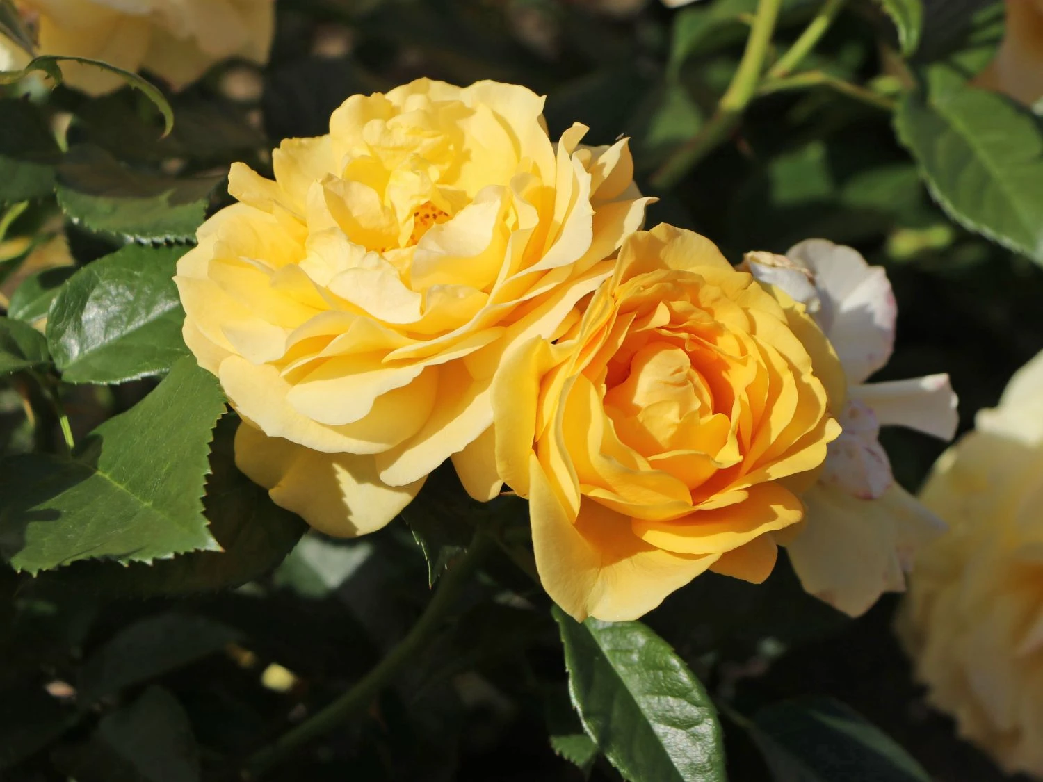 Beetrose 'Absolutely Fabulous' 4 Beetrose 'Absolutely Fabulous' – Bild 4