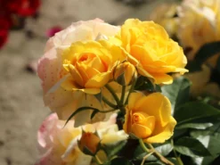 Beetrose 'Absolutely Fabulous' 15 Beetrose 'Absolutely Fabulous' -Deutschland Garten Funk Verkaufs-Shop beetrose absolutely fabulous m122032 w 7