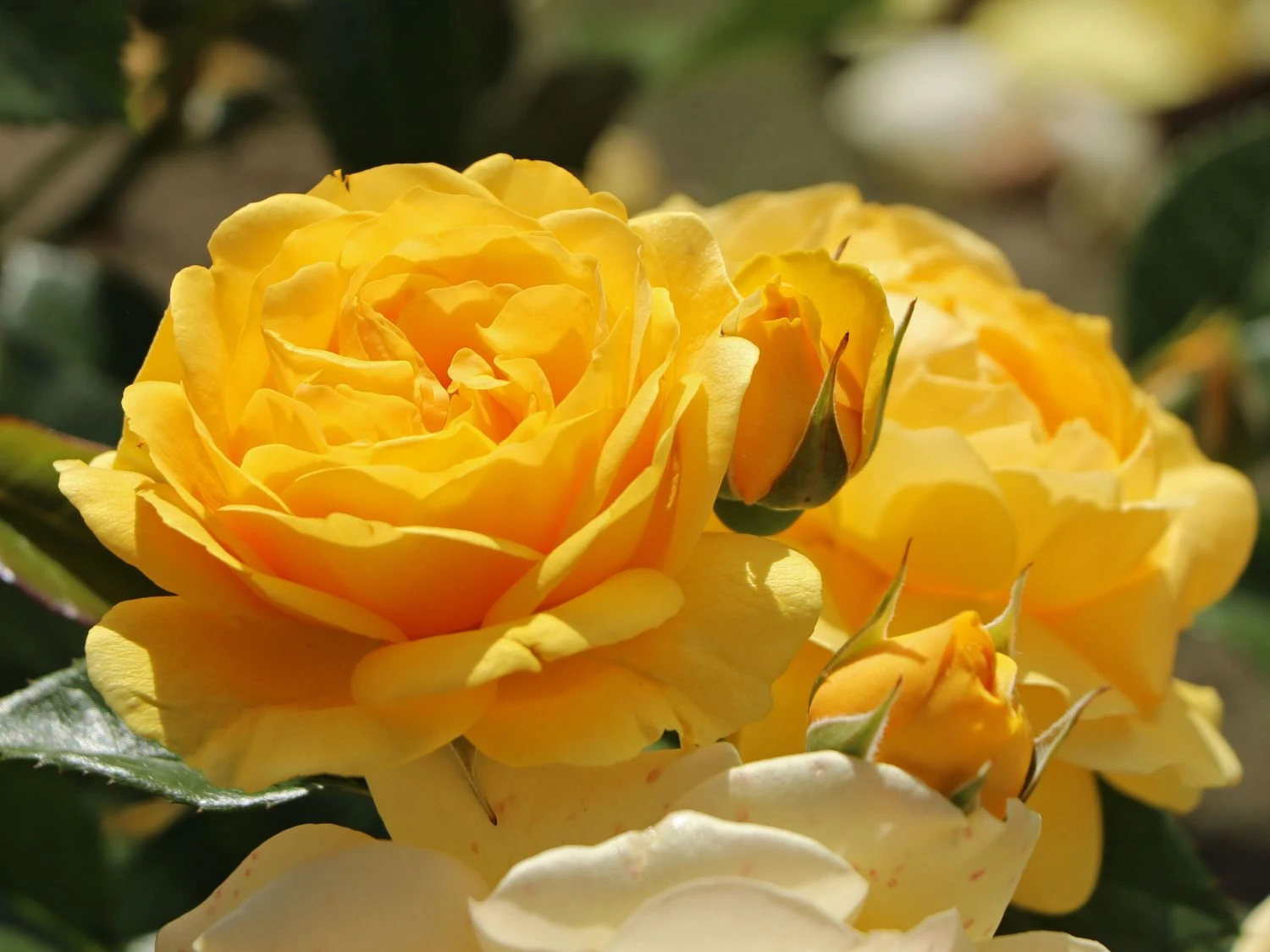 Beetrose 'Absolutely Fabulous' 2 Beetrose 'Absolutely Fabulous' – Bild 2