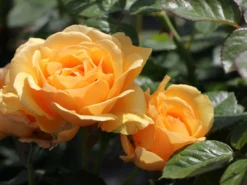 Beetrose 'Amber Queen' ®