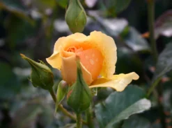 Beetrose 'Amber Queen' ® -Deutschland Garten Funk Verkaufs-Shop beetrose amber queen m002882 w 0