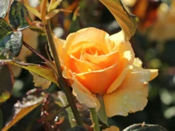 Beetrose 'Amber Queen' ® -Deutschland Garten Funk Verkaufs-Shop beetrose amber queen m002882 w 1