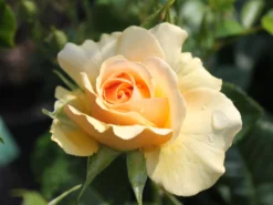 Beetrose 'Amber Queen' ® -Deutschland Garten Funk Verkaufs-Shop beetrose amber queen m002882 w 3