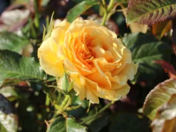 Beetrose 'Amber Queen' ® -Deutschland Garten Funk Verkaufs-Shop beetrose amber queen m002882 w 4