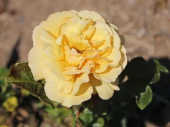 Beetrose 'Amber Queen' ® -Deutschland Garten Funk Verkaufs-Shop beetrose amber queen m002882 w 5