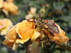 Beetrose 'Amber Queen' ® -Deutschland Garten Funk Verkaufs-Shop beetrose amber queen m002882 w 6