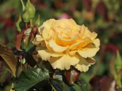 Beetrose 'Amber Queen' ® -Deutschland Garten Funk Verkaufs-Shop beetrose amber queen m002882 w 7