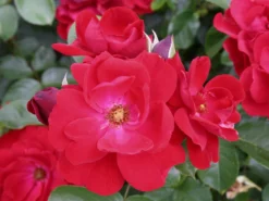 Beetrose 'Andalusien' ®