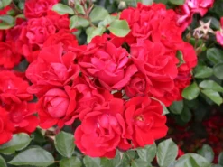 Beetrose 'Andalusien' ® -Deutschland Garten Funk Verkaufs-Shop beetrose andalusien m005784 w 1