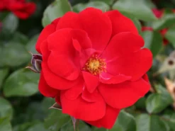 Beetrose 'Andalusien' ® -Deutschland Garten Funk Verkaufs-Shop beetrose andalusien m005784 w 2