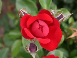 Beetrose 'Andalusien' ® -Deutschland Garten Funk Verkaufs-Shop beetrose andalusien m005784 w 3