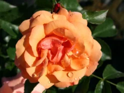 Beetrose 'Aprikola' ® -Deutschland Garten Funk Verkaufs-Shop beetrose aprikola adr rose m002890 w 1