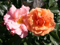 Beetrose 'Aprikola' ® -Deutschland Garten Funk Verkaufs-Shop beetrose aprikola adr rose m002890 w 3