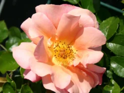 Beetrose 'Aprikola' ® -Deutschland Garten Funk Verkaufs-Shop beetrose aprikola adr rose m002890 w 4