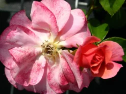 Beetrose 'Aprikola' ® -Deutschland Garten Funk Verkaufs-Shop beetrose aprikola adr rose m002890 w 6