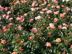 Beetrose 'Aprikola' ® -Deutschland Garten Funk Verkaufs-Shop beetrose aprikola adr rose m002890 w 9