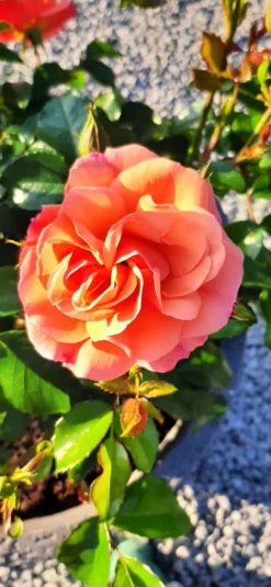 Beetrose 'Aprikola' ® -Deutschland Garten Funk Verkaufs-Shop beetrose aprikola m002890 765573 0