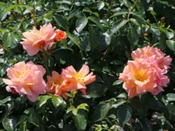 Beetrose 'Aprikola' ® -Deutschland Garten Funk Verkaufs-Shop beetrose aprikola m002890 w 0