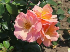 Beetrose 'Aprikola' ® -Deutschland Garten Funk Verkaufs-Shop beetrose aprikola m002890 w 1