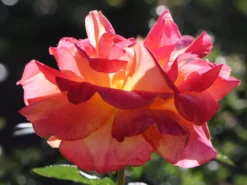 Beetrose 'Aprikola' ® -Deutschland Garten Funk Verkaufs-Shop beetrose aprikola m002890 w 2