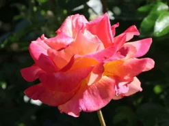 Beetrose 'Aprikola' ® -Deutschland Garten Funk Verkaufs-Shop beetrose aprikola m002890 w 3