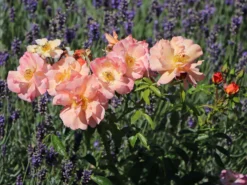 Beetrose 'Aprikola' ® -Deutschland Garten Funk Verkaufs-Shop beetrose aprikola m002890 w 4