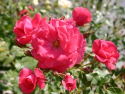 Beetrose 'Bad Birnbach' ® -Deutschland Garten Funk Verkaufs-Shop beetrose bad birnbach adr rose m004372 w 12