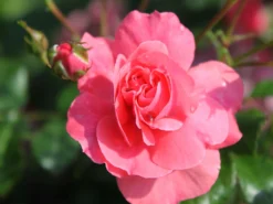 Beetrose 'Bad Birnbach' ® -Deutschland Garten Funk Verkaufs-Shop beetrose bad birnbach adr rose m004372 w 14