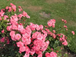 Beetrose 'Bad Birnbach' ® -Deutschland Garten Funk Verkaufs-Shop beetrose bad birnbach adr rose m004372 w 16